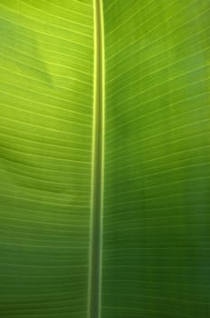 Texture background of  fresh green banana Leaf.