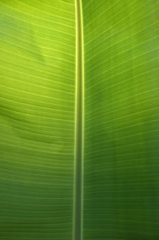 Texture background of  fresh green banana Leaf.