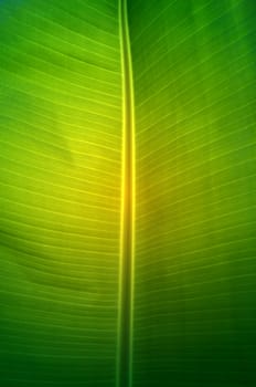 Texture background of  fresh green banana Leaf.