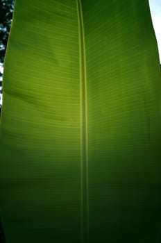 Texture background of  fresh green banana Leaf.