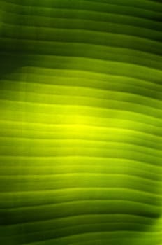 Texture background of  fresh green banana Leaf.