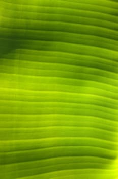 Texture background of  fresh green banana Leaf.