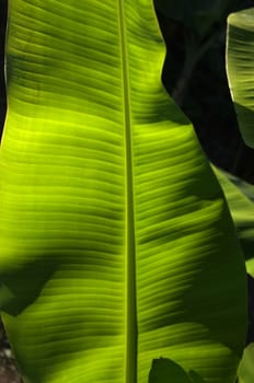 Texture background of  fresh green banana Leaf.