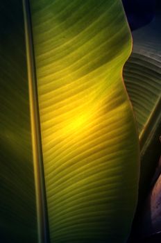 Texture background of  fresh green banana Leaf.