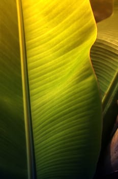 Texture background of  fresh green banana Leaf.