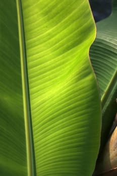 Texture background of  fresh green banana Leaf.