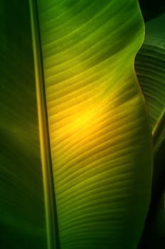 Texture background of  fresh green banana Leaf.