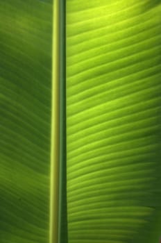 Texture background of  fresh green banana Leaf.