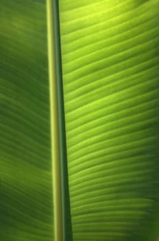 Texture background of  fresh green banana Leaf.