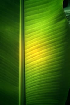 Texture background of  fresh green banana Leaf.