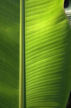 Texture background of  fresh green banana Leaf.