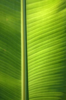 Texture background of  fresh green banana Leaf.