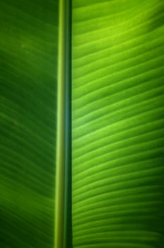 Texture background of  fresh green banana Leaf.