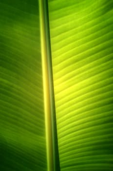 Texture background of  fresh green banana Leaf.