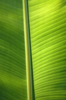 Texture background of  fresh green banana Leaf.