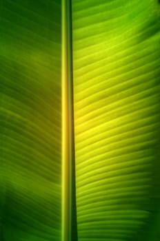 Texture background of  fresh green banana Leaf.