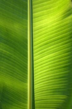 Texture background of  fresh green banana Leaf.