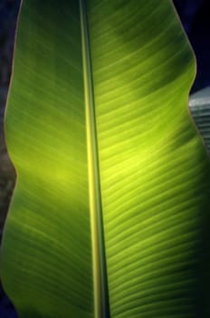 Texture background of  fresh green banana Leaf.