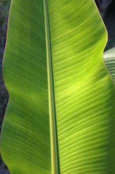 Texture background of  fresh green banana Leaf.