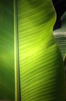 Texture background of  fresh green banana Leaf.