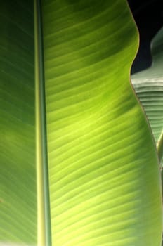 Texture background of  fresh green banana Leaf.