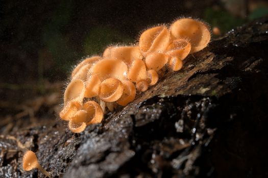 Mushroom in the rain forest among the fallen leaves and bark