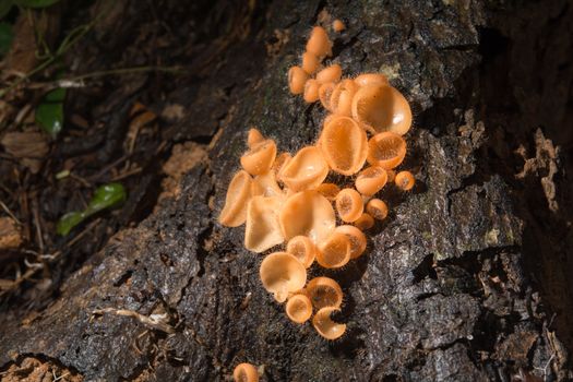 Mushroom in the rain forest among the fallen leaves and bark