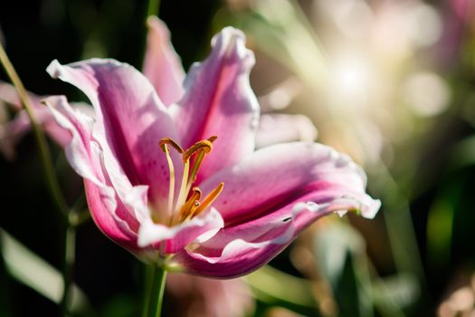 Lily in spring with soft focus, unfocused blurred spring Lily, bokeh flower background, pastel and soft flower background.
