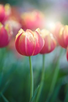 Tulip in spring with soft focus, unfocused blurred spring Tulip, bokeh flower background, pastel and soft flower background.

