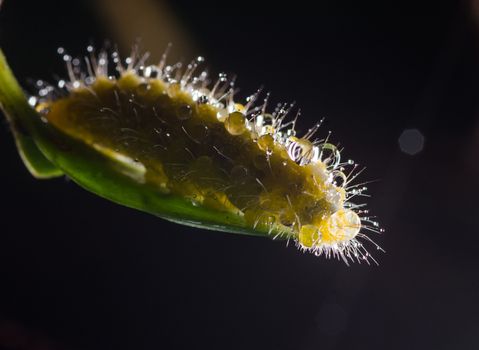 Caterpillar creeps on big green leaf. 
