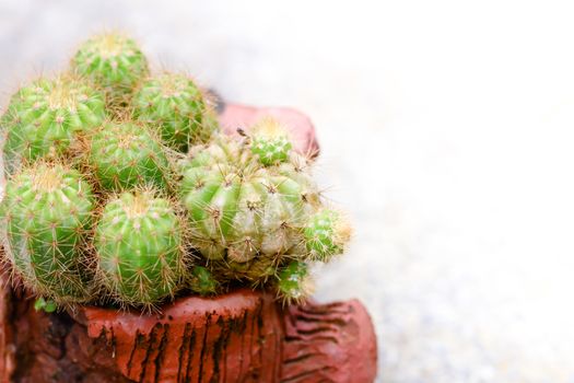 Cactus in pot on natural light background.
