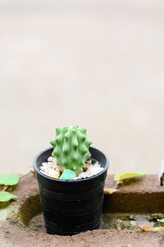 Cactus in pot on natural light background.
