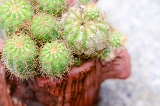 Cactus in pot on natural light background.
