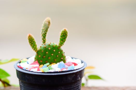 Cactus in pot on natural light background.
