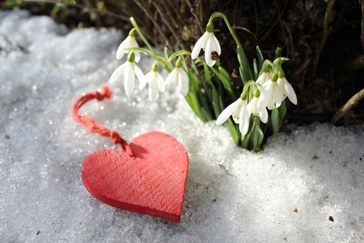 The picture shows snowdrops and a red heart