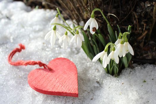 The picture shows snowdrops and a red heart