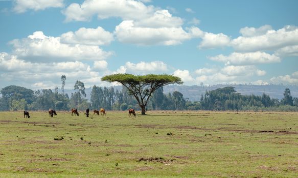 Ubiquitous Ethiopian cattle on the meadow with acacia tree in countryside. Amhara, Ethiopia