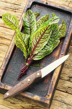 Bunch of fresh sorrel on wooden background.Sorrel bloody mary