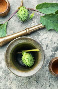Datura in retro brass mortar with pestle.Medicinal plant datura