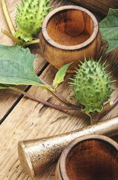 Natural herbal medicine.Datura stramonium or thorn-apple in herbal medicine