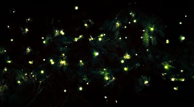 small lamps in the branches of spruce in the dark black background decor