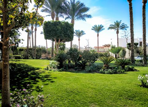 street in a city without people with palm trees and a green lawn in Egypt Sharm El Sheikh