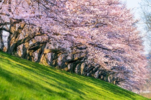 Row of Cherry blossoms trees in spring, Kyoto in Japan.