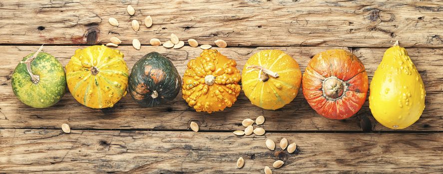 Big set of autumn pumpkins on old wooden table.Autumn symbol