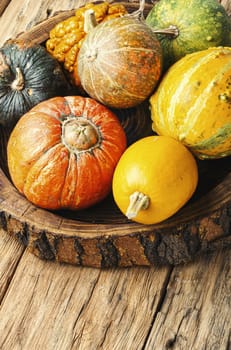 Big set of autumn pumpkins on old wooden table.Autumn symbol