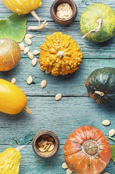 Set of autumn pumpkins on old wooden table.Autumn symbol