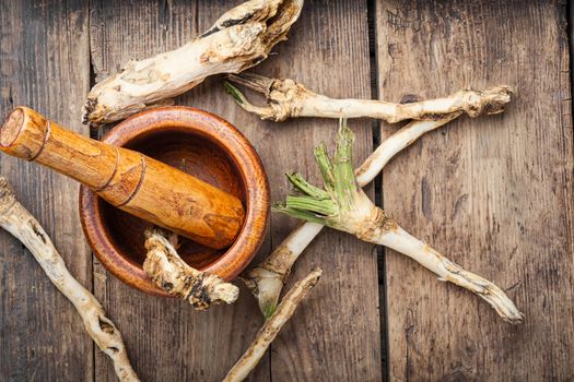 Fresh horseradish roots on wooden table.Ingredient for cooking spices.