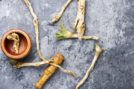 Fresh horseradish root.Raw horseradish rhizome.Ingredient for cooking spices.