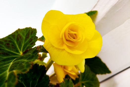 Open, incredibly beautiful yellow rose in the garden