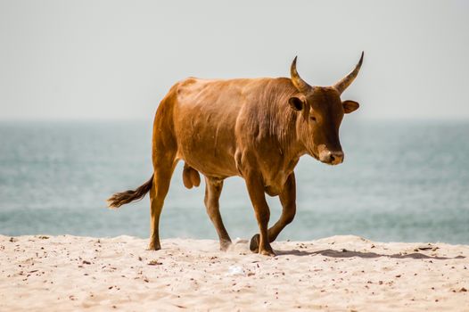 Bull on the beach in the town of Bijilo in western Gambia in Africa